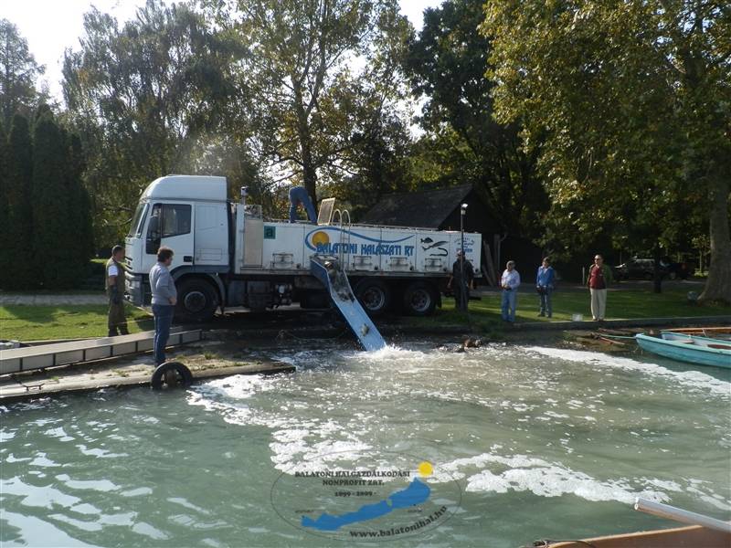 Haltelepítési beszámoló és előrejelzés